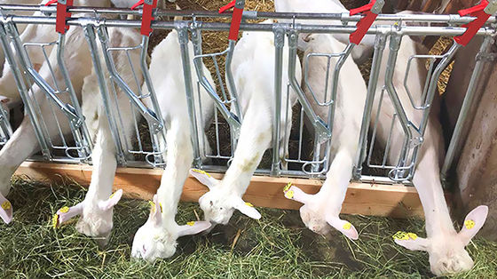 Настраиваемый быстро строить свинарник со стальной структурой и окном из алюминиевого сплава